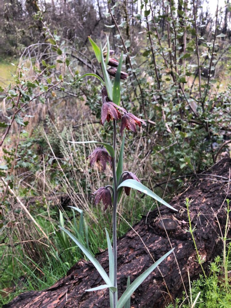 Chocolate lilies. Photo by Chris Harvey.