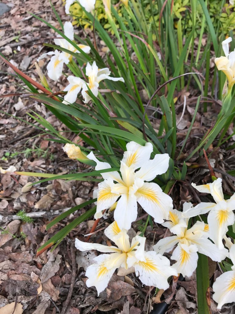 Iris douglasiana ‘Canyon Snow’. S. Libonati-Barnes.