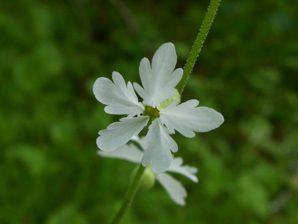 Small-flowered woodlandstars. D. Burk.