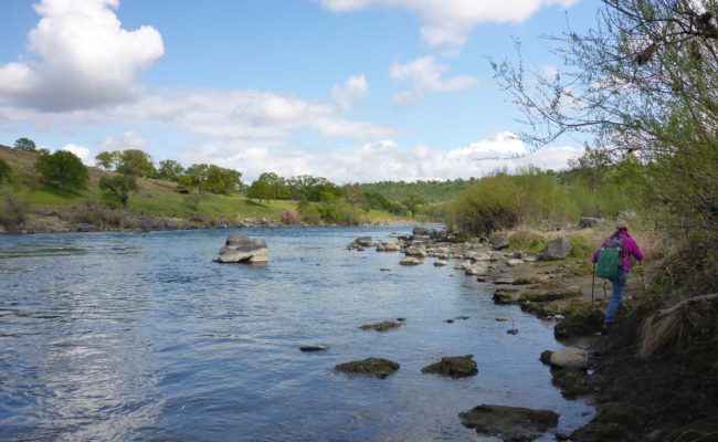 Sacramento River. D. Burk.