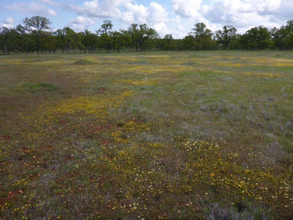 Field of wildflowers. D. Burk.