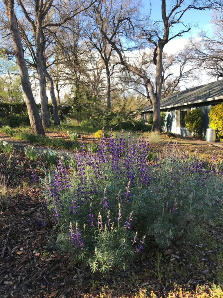 Silverbush lupine. S. Libonati-Barnes.