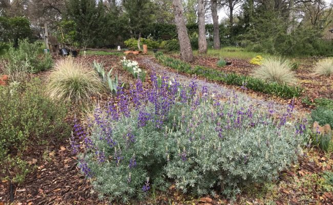 Silverbush lupine. S. Libonat-Barnes.