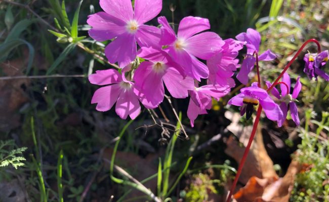 Showy phlox and Henderson's shooting star. Chris Harvey.