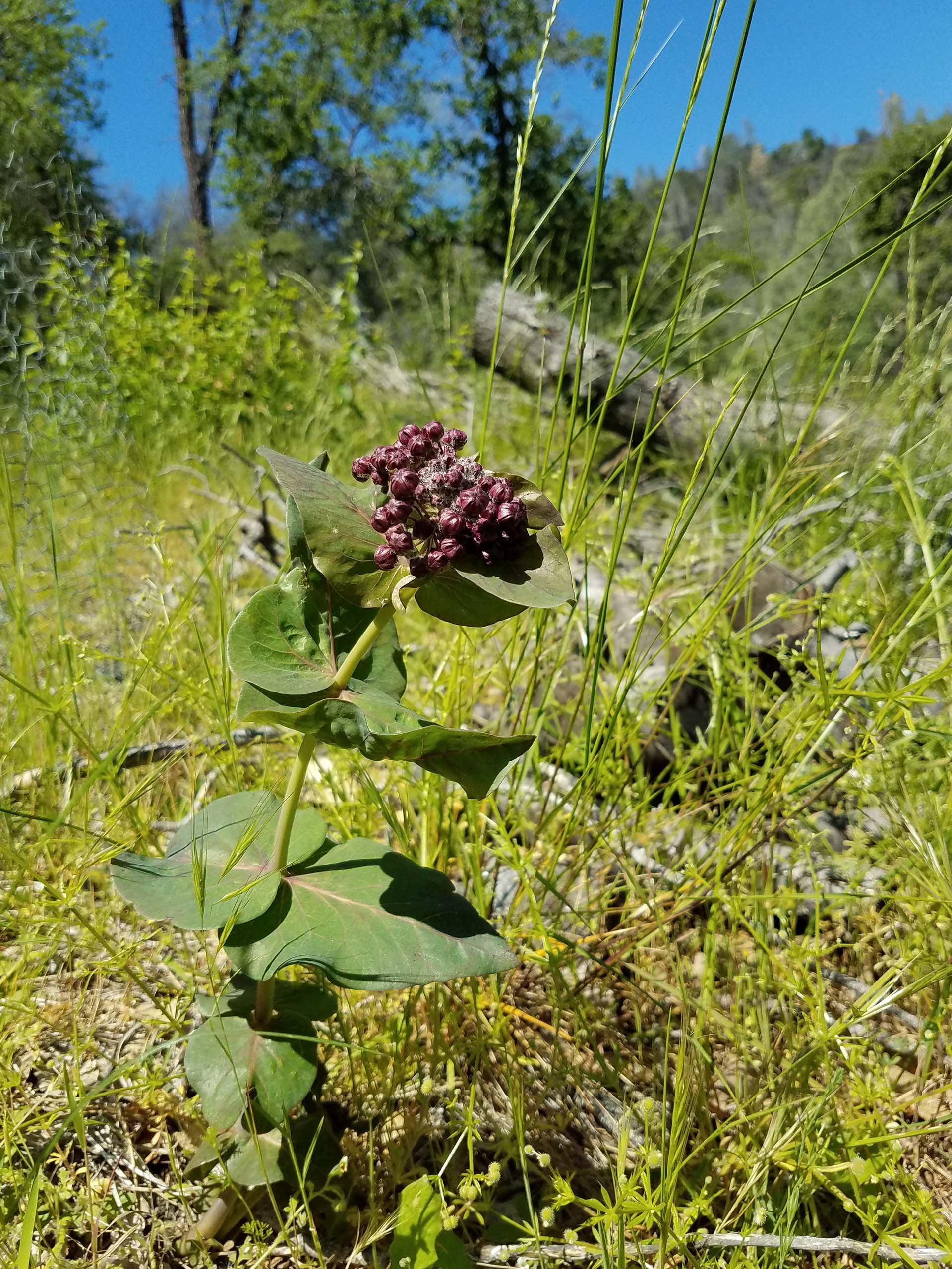 Heart leaf or purple milkweed. D. Mandel.