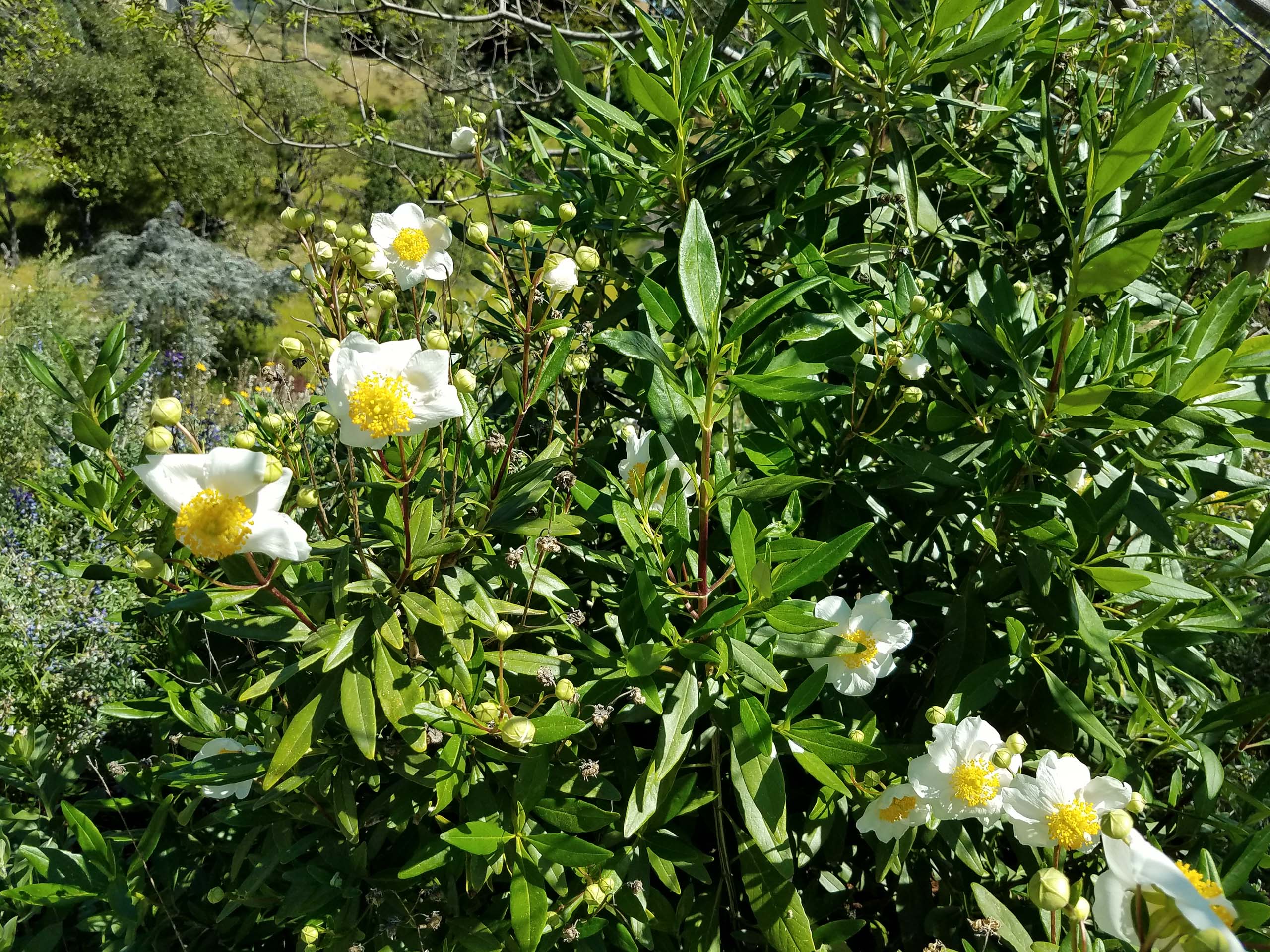 Elizabeth's bush anemone. D. Mandel.