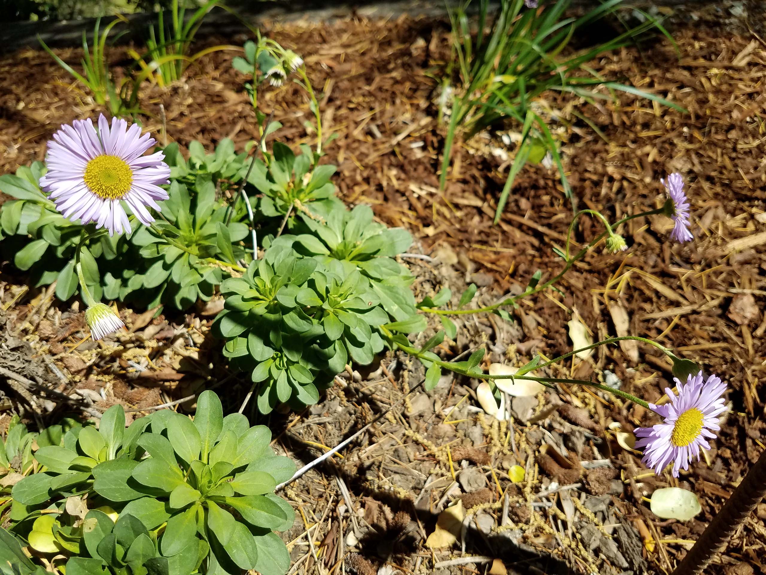 Wayne Roderick's seaside daisy. D. Mandel.