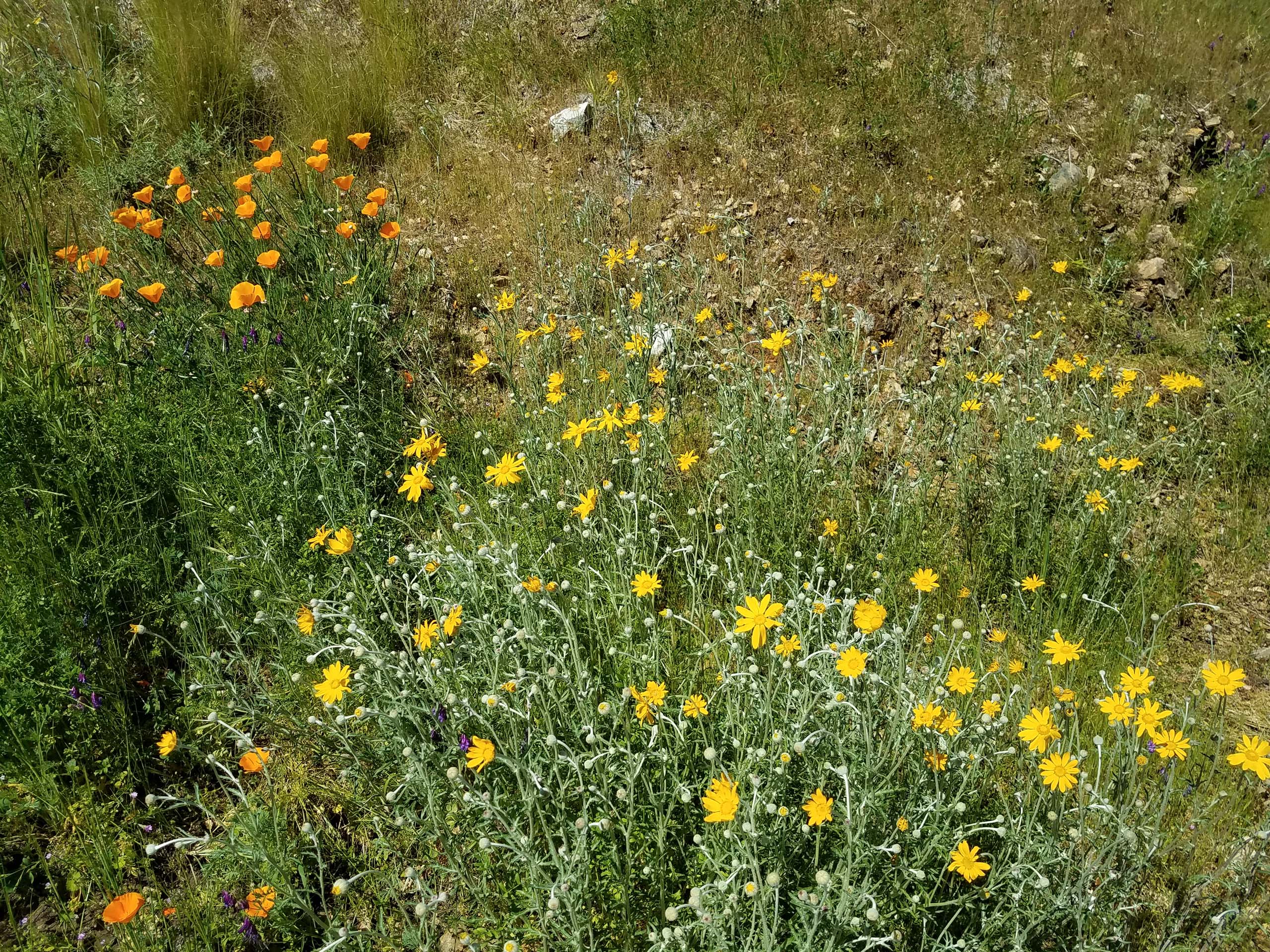 California poppy and common woolly sunflower. D. Mandel.