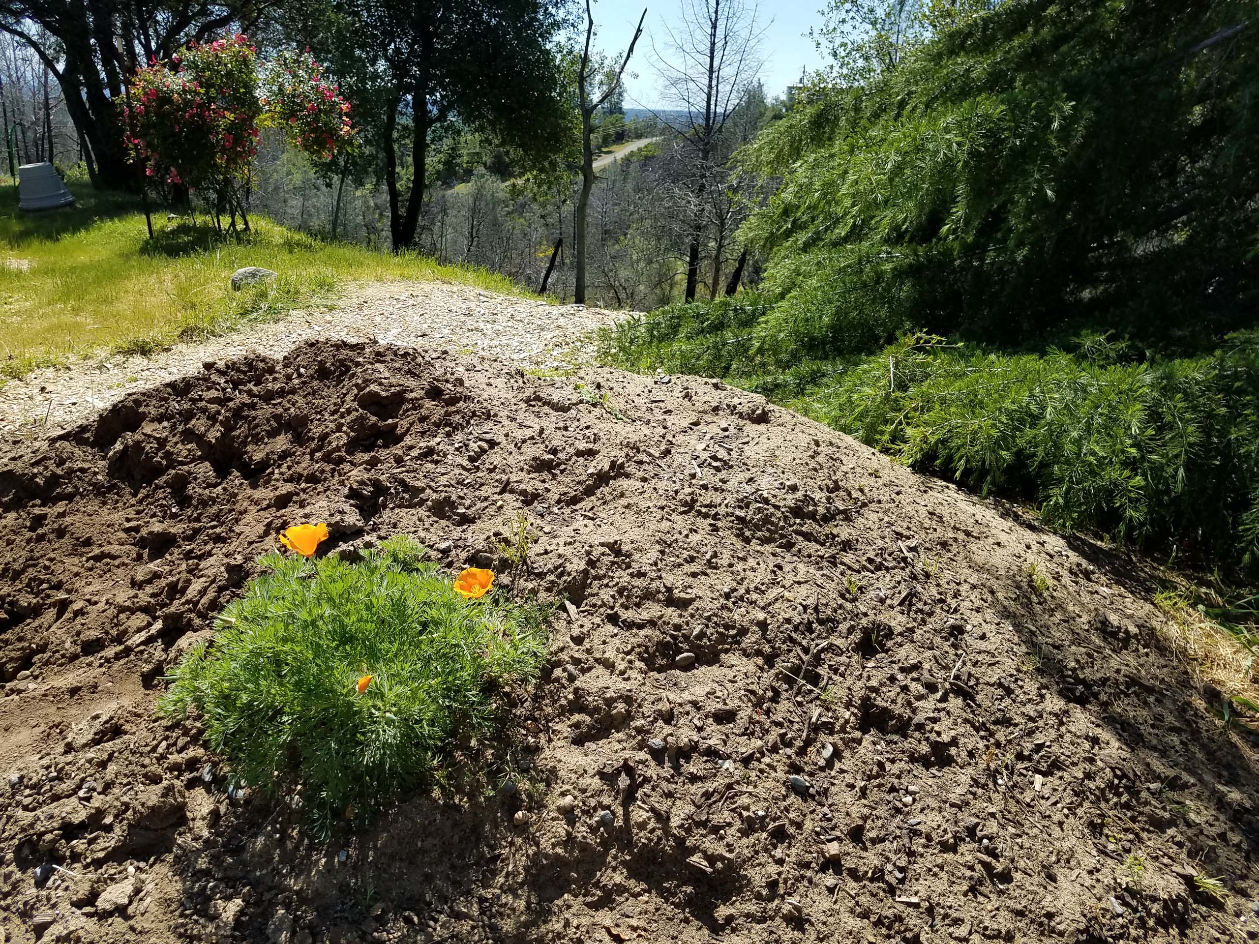 California poppy. D. Mandel.