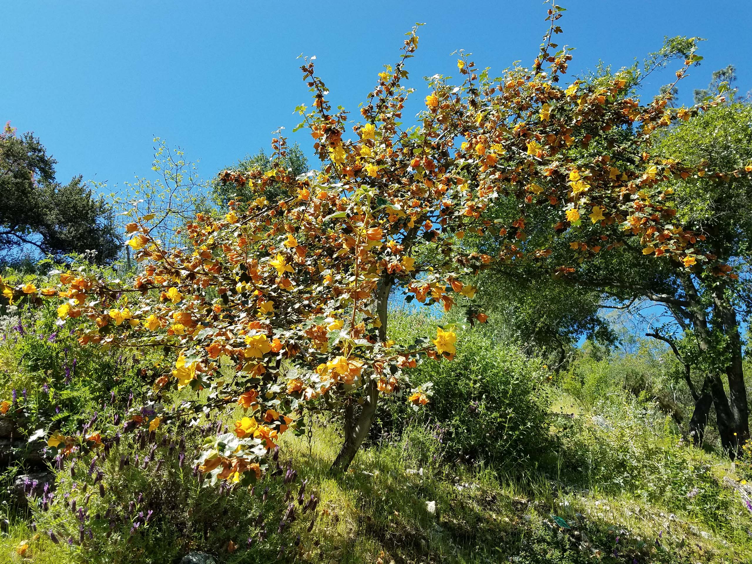 California flannel bush. D. Mandel.