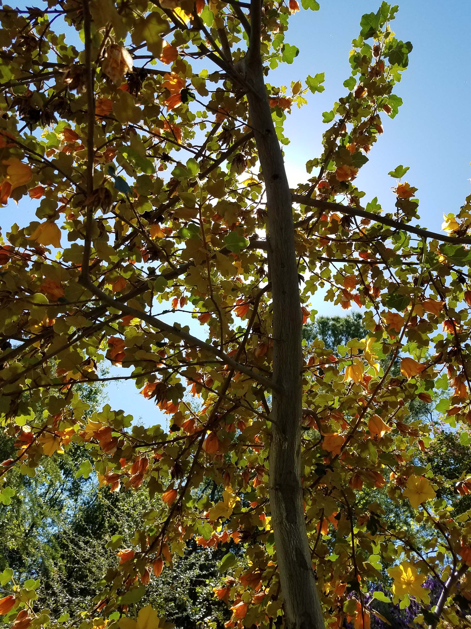 California flannel bush. D. Mandel.