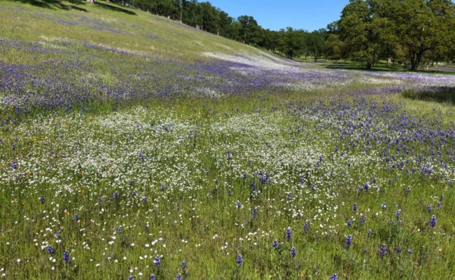 Lupines & popcorn. C. Harvey