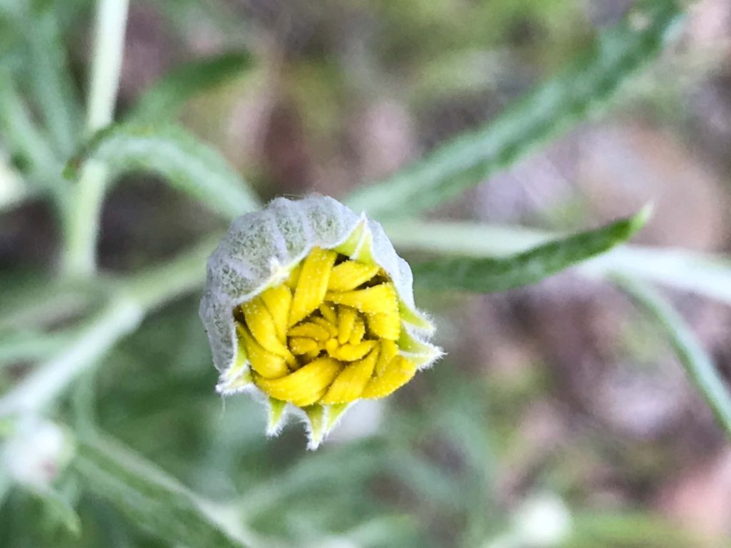 Woolly sunflower bud. S. Libonati-Barnes.