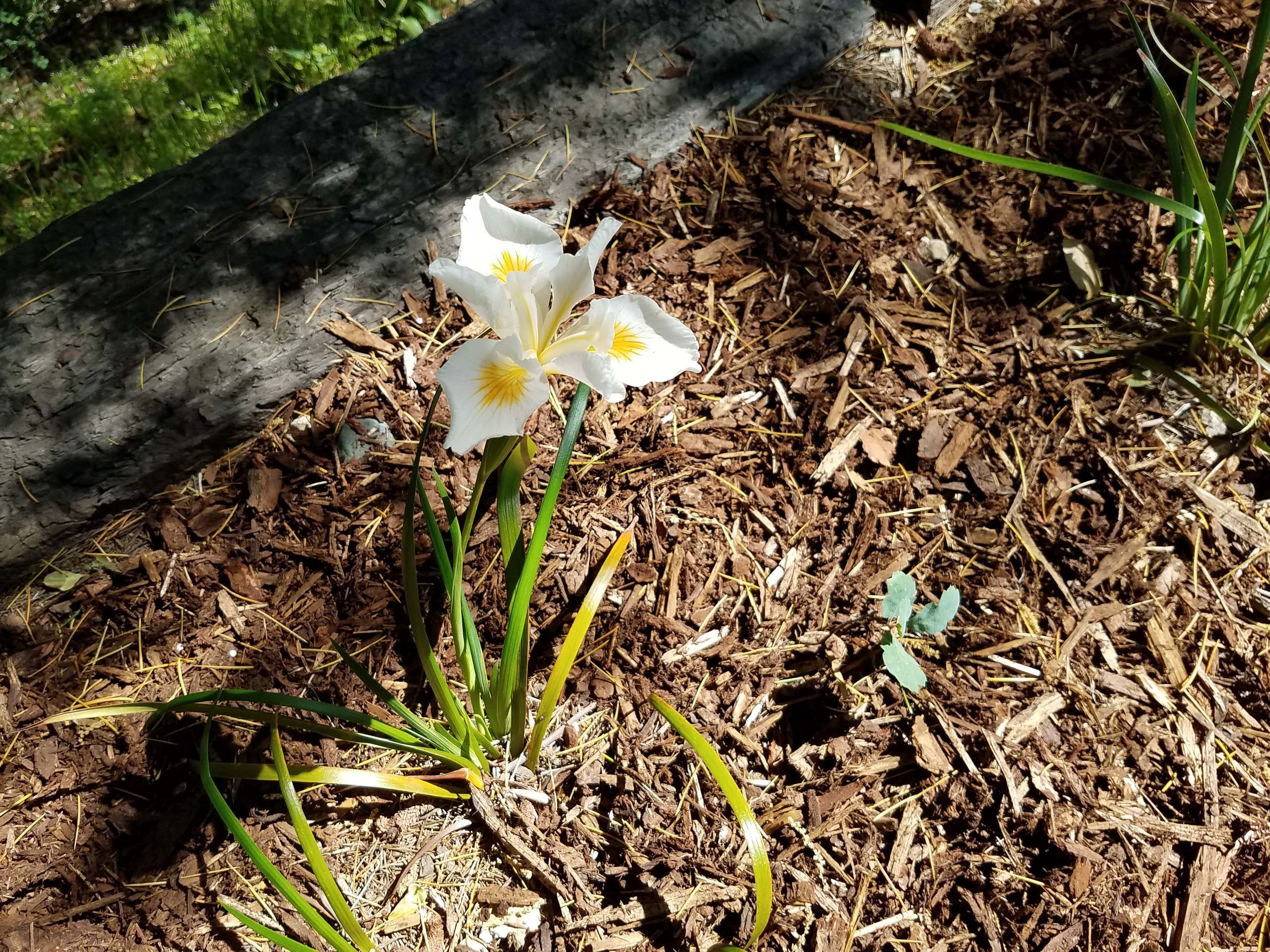 Douglas iris Pacific Coast hybrid. D. Mandel.