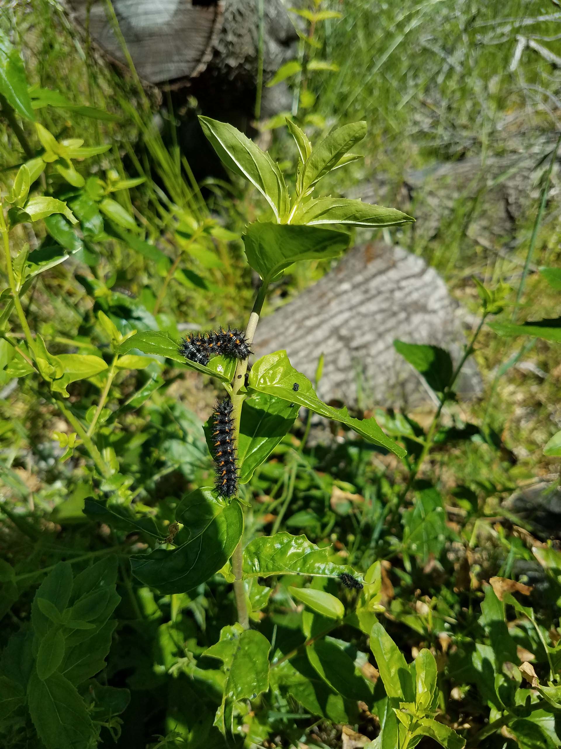 Lemmon beardtongue and Chalcedon checkerspot caterpillars. D. Mandel.