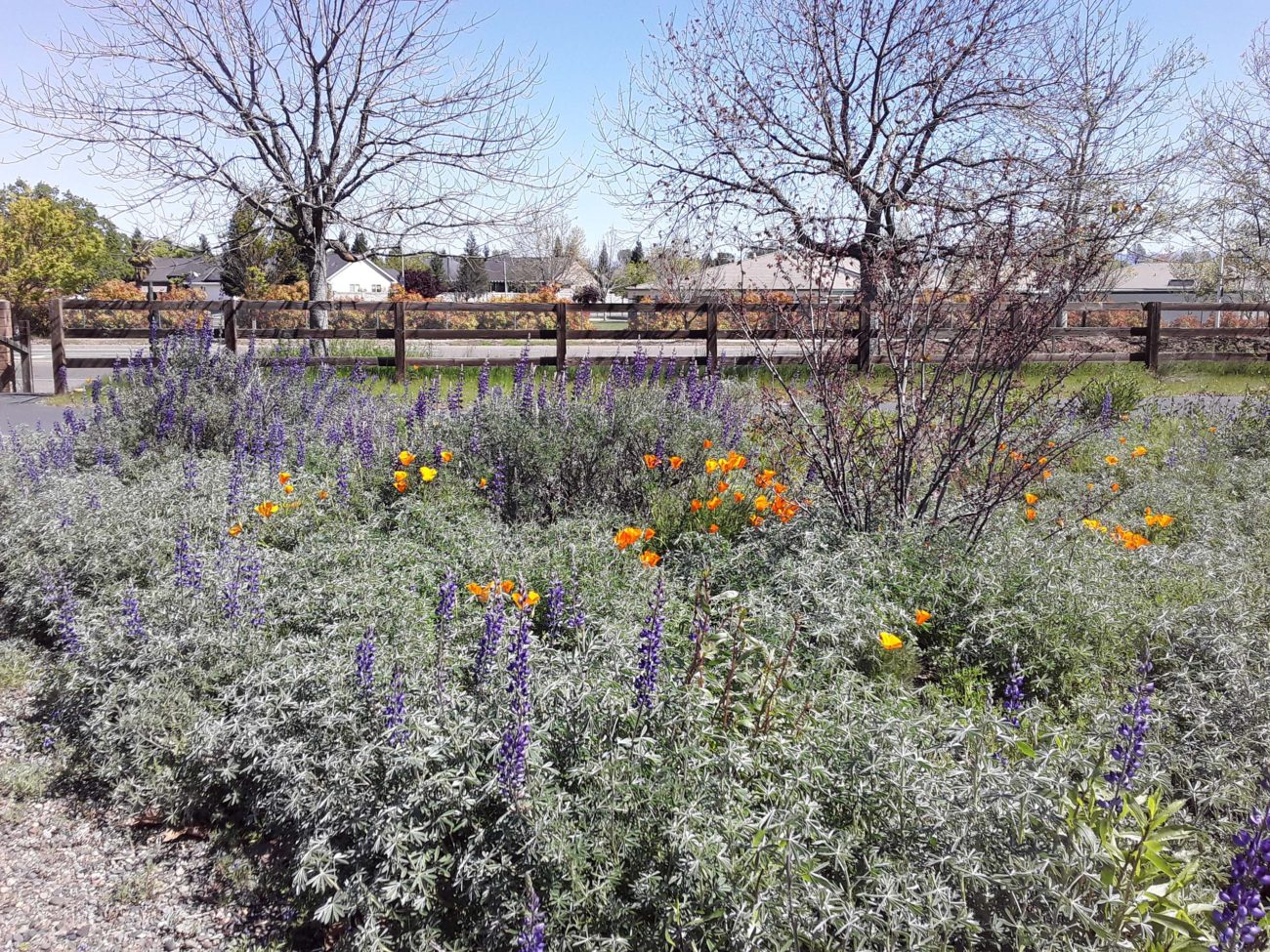 Native plant garden. M. Widdowson.