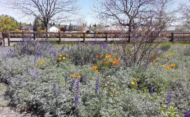 Native plant garden. M. Widdowson.