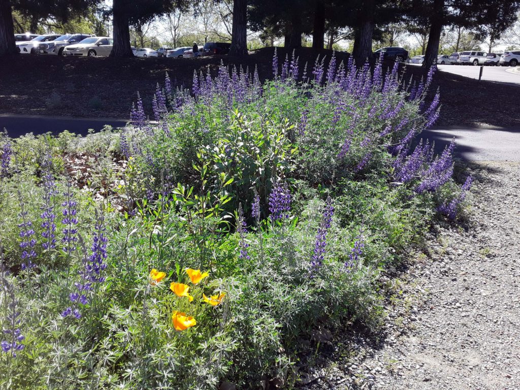 Silverbush lupine. M. Widdowson.