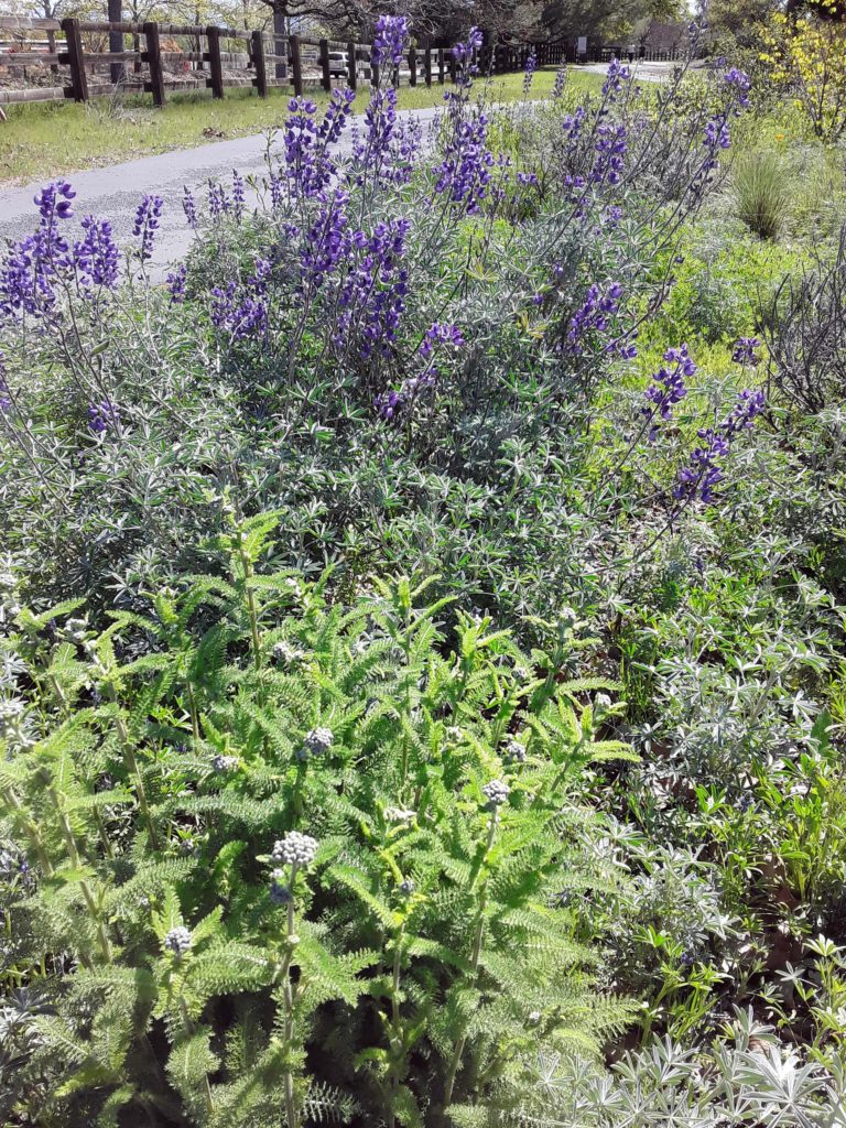 Yarrow and silverbush lupine. M. Widdowson.