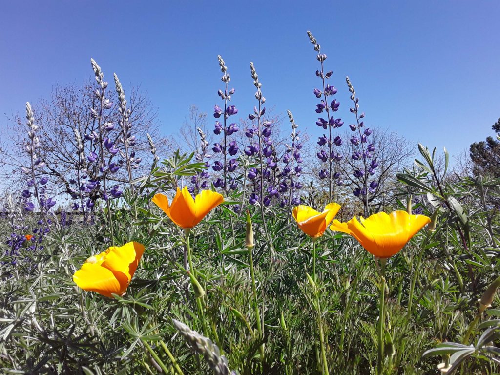 Silverbush lupine and CA poppies. M. Widdowson.