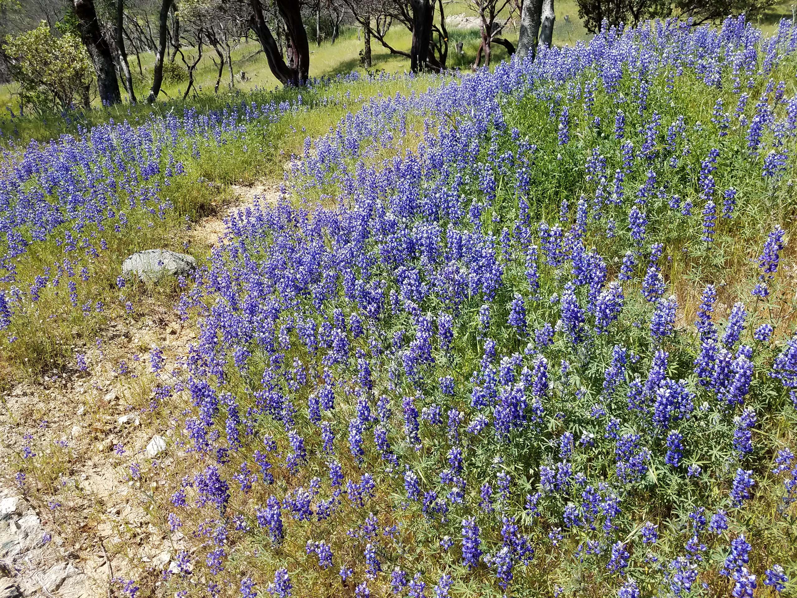 Valley sky lupine. D. Mandel.