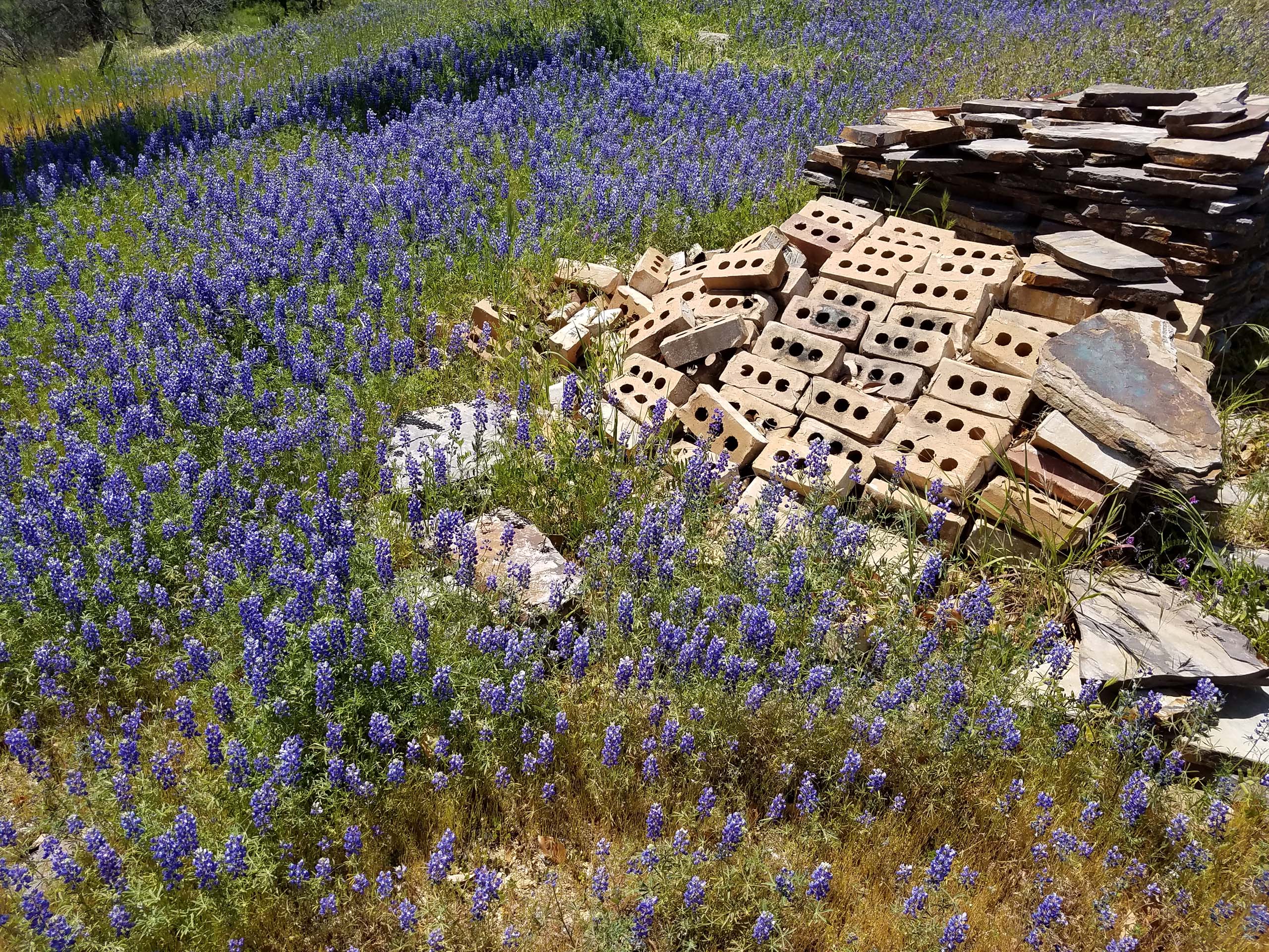 Valley sky lupine. D. Mandel.