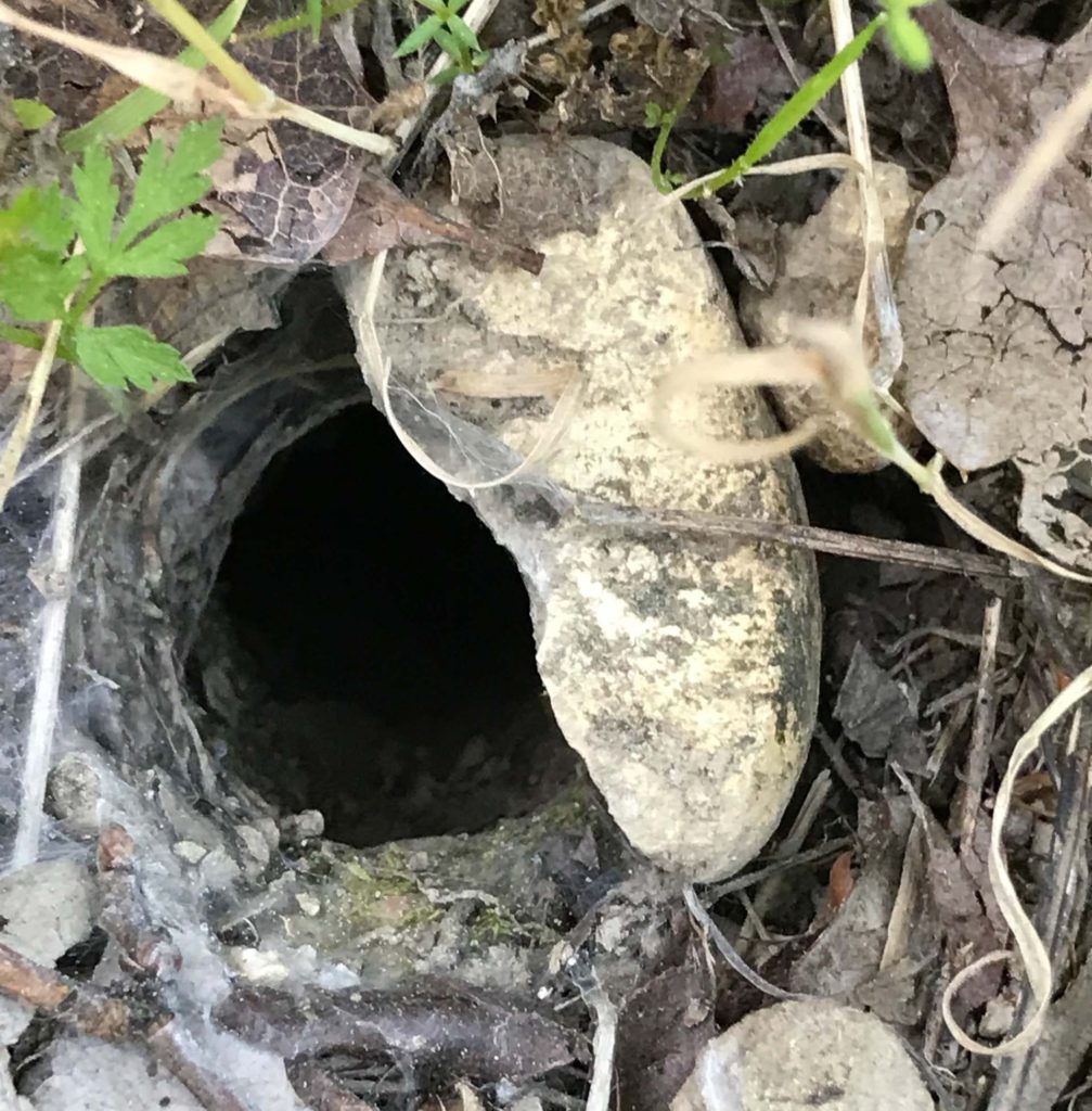 Mygalomorph spider burrow. S. Libonati-Barnes.