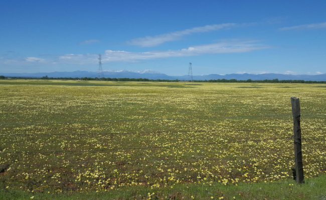 Millville Plains wildflowers. J. Springer