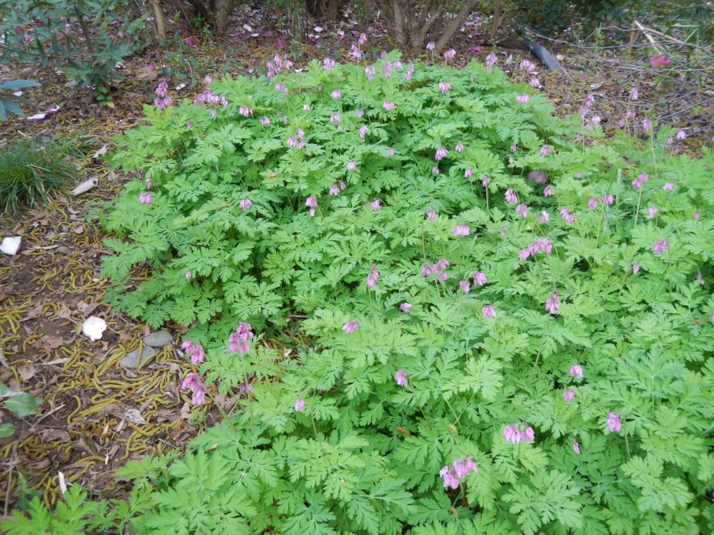 Bleeding hearts. M. Widdowson.