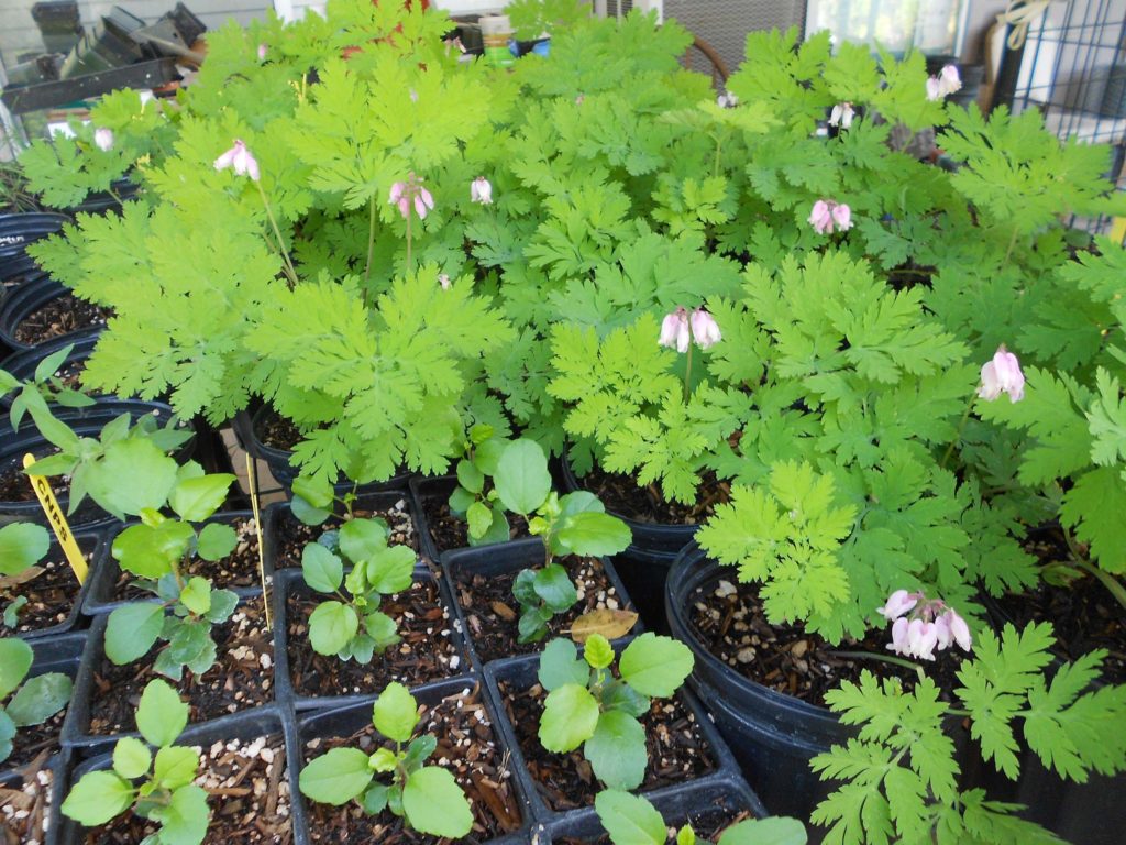 Bleeding hearts and evergreen currant growing in pots. M. Widdowson.