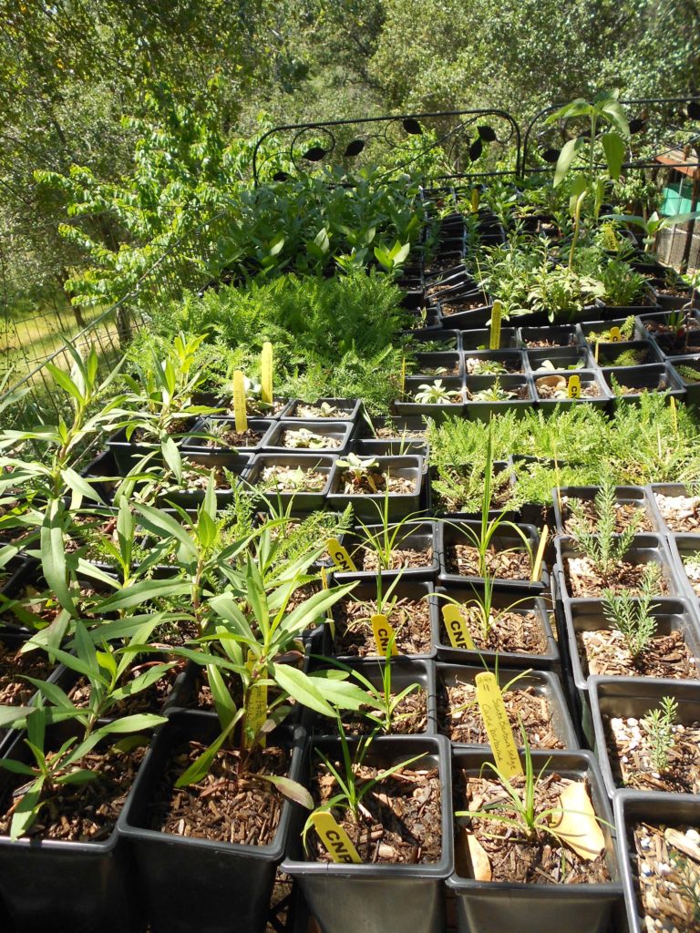 A selection of seedlings. M. Widdowson.