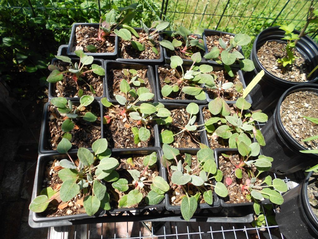 Seedling coast buckwheat. M. Widdowson.