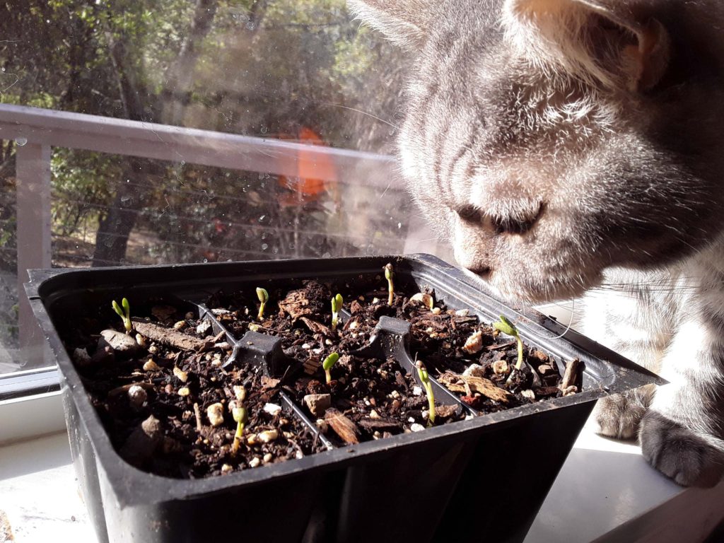 Ollie the cat and harlequin lupine seedlings. M. Widdowson