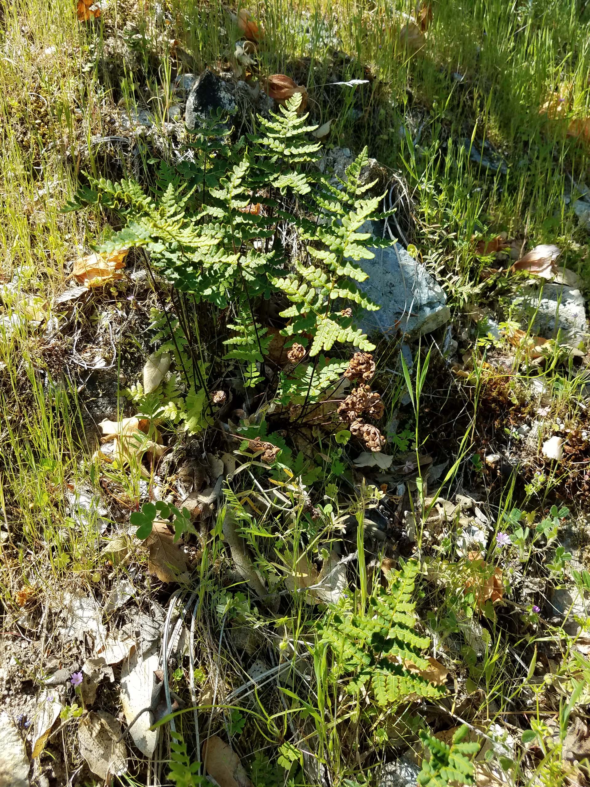 Goldback fern. D. Mandel.