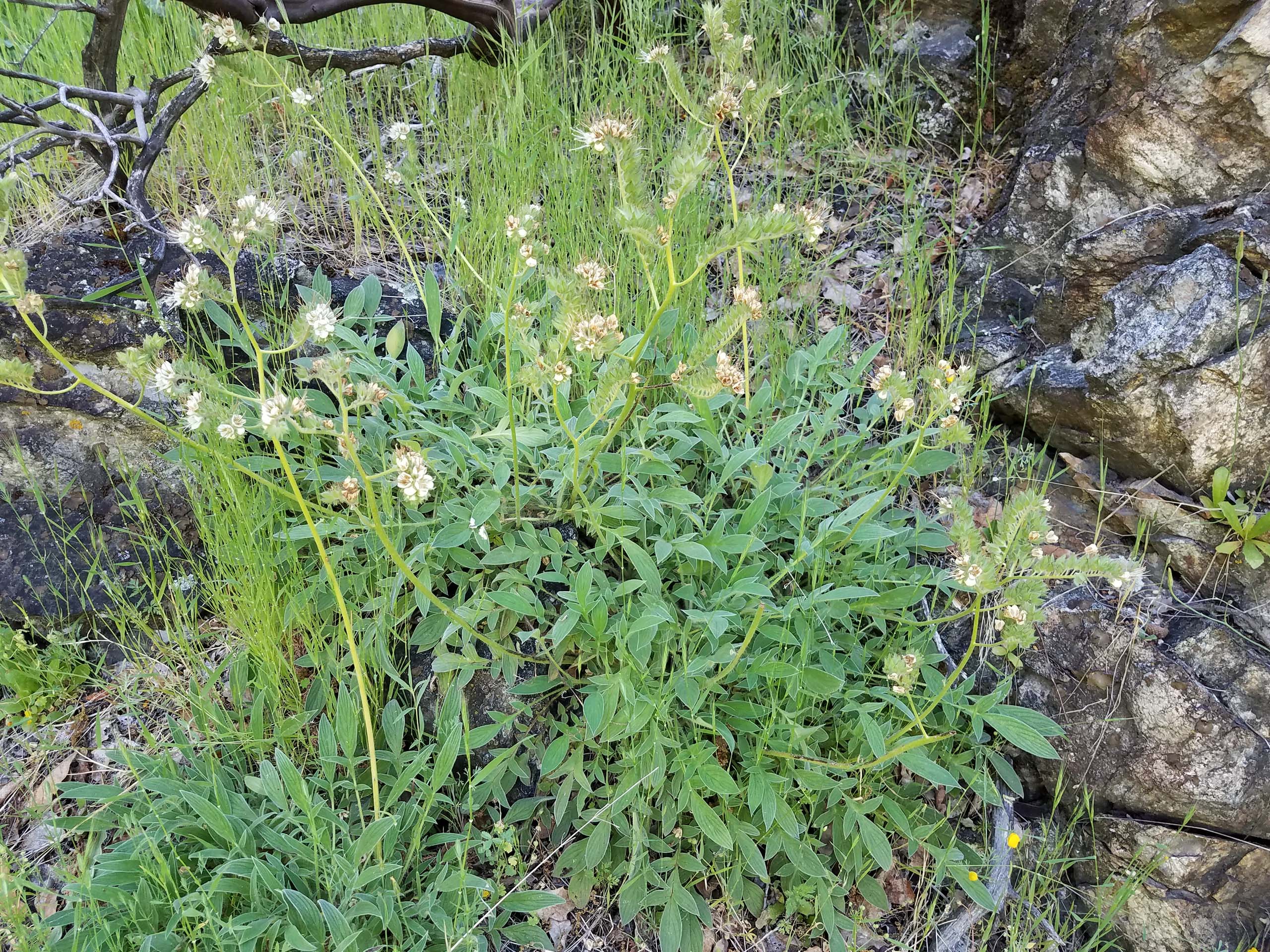 Imbricate phacelia. D. Mandel.