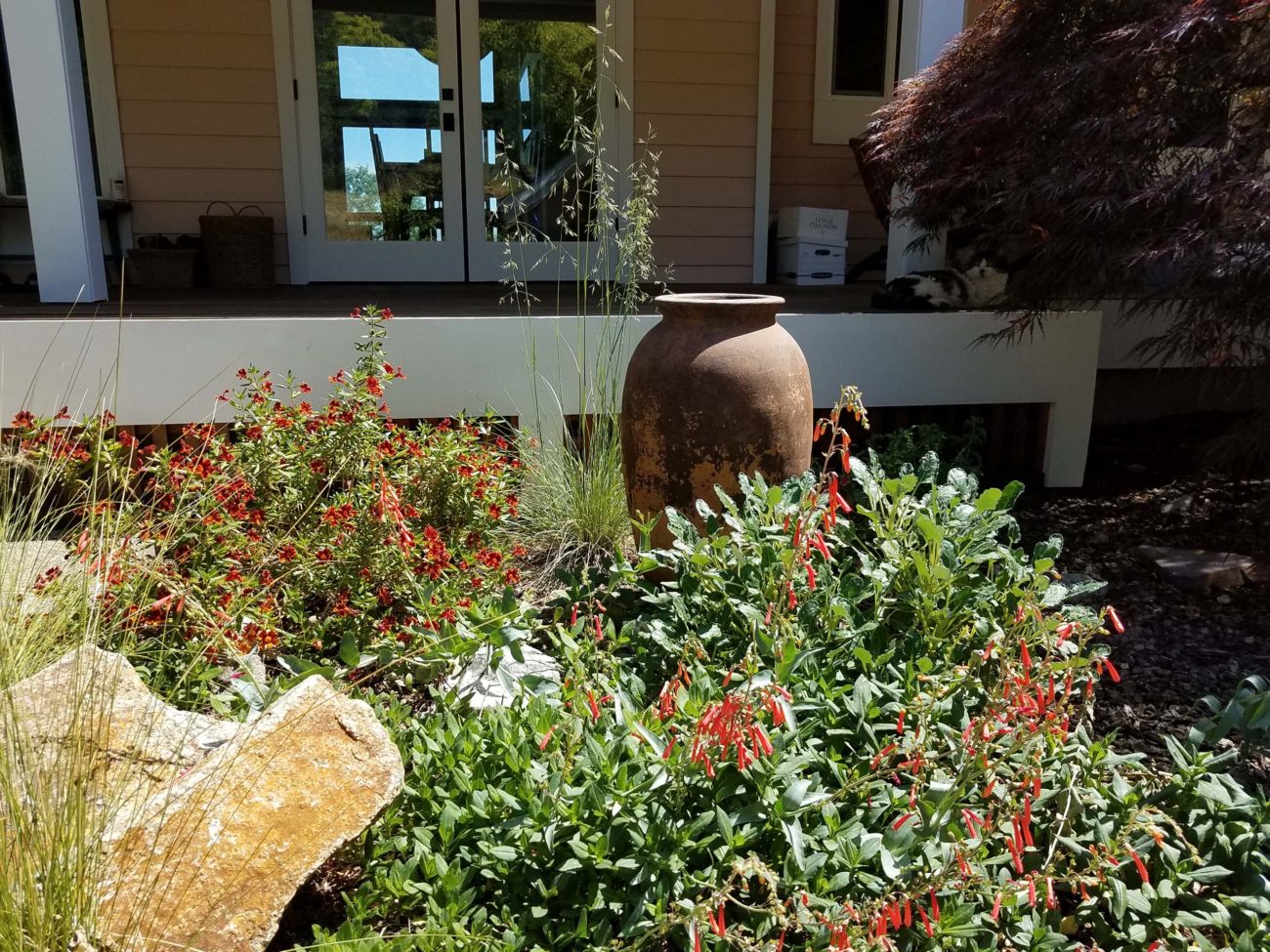 Monkeyflower, fescue, and scarlet bugler. D. Mandel.