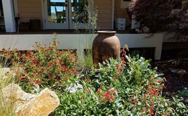 Monkeyflower, fescue, and scarlet bugler. D. Mandel.