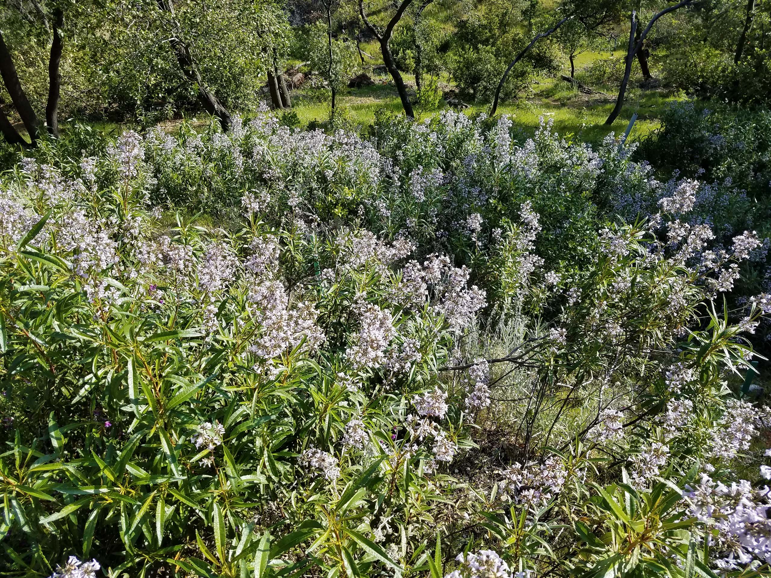 Yerba santa. D. Mandel.