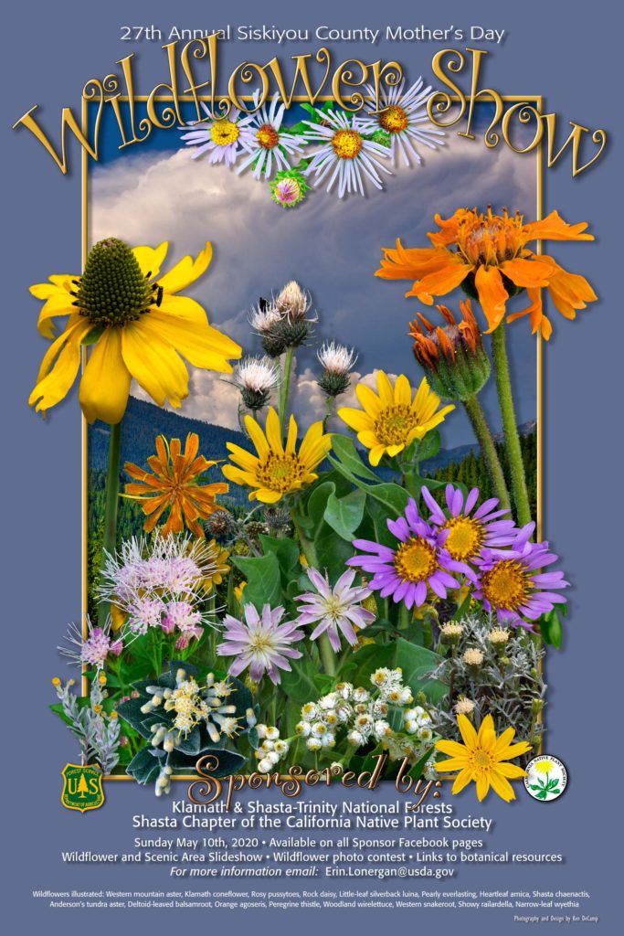 Wildflower show poster. K. DeCamp.