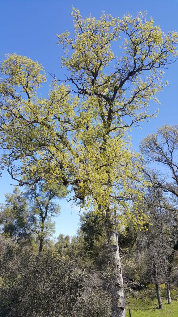 Blue oak in bud. J. Springer.