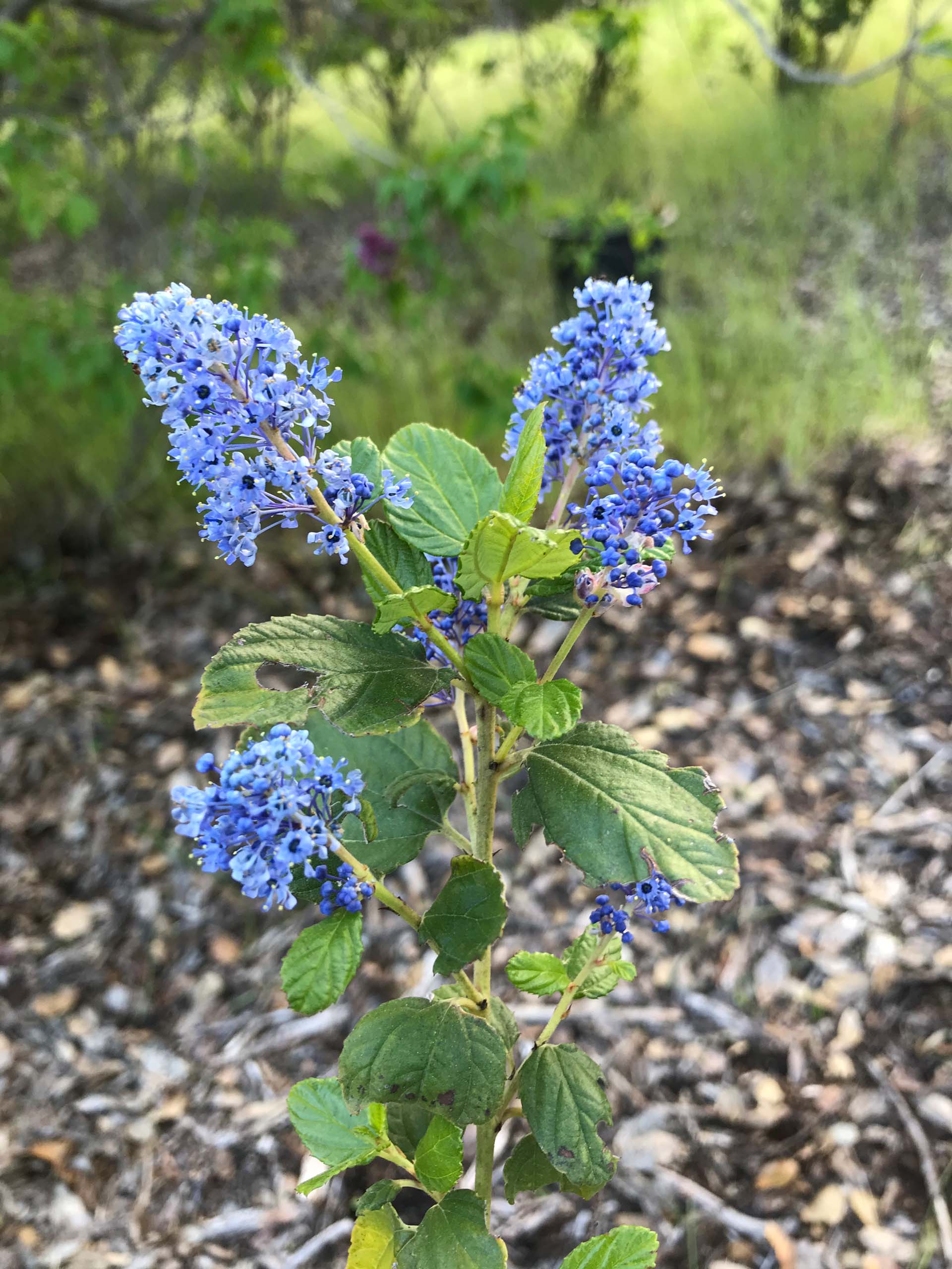 A young California lilac ‘Ray Hartman,’ Ceanothus ‘Ray Hartman.’