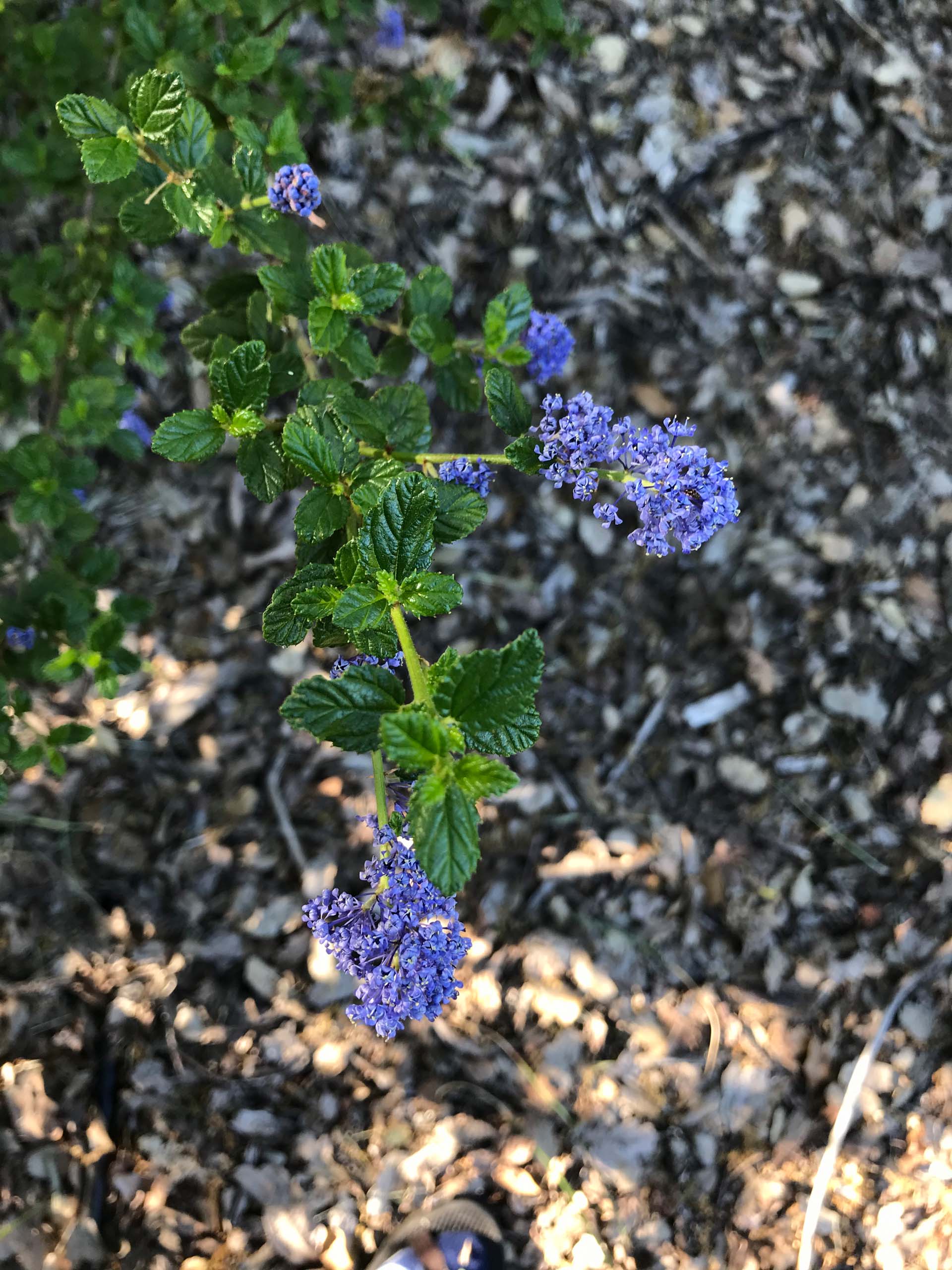 California lilac ‘Frosty Blue,' Ceanothus ‘Frosty Blue.'