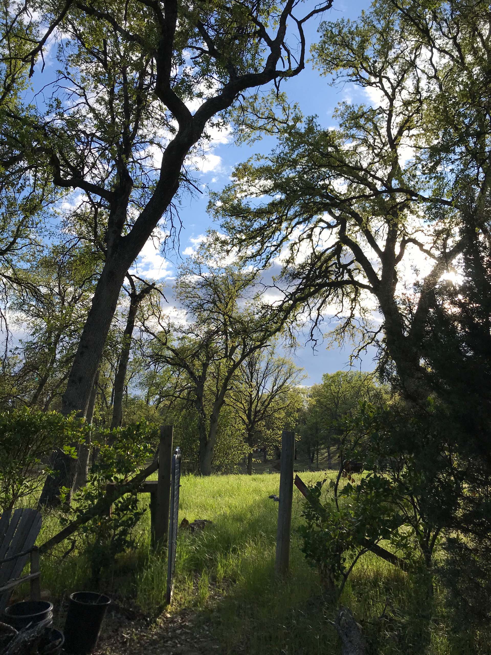 Blue oaks, Quercus douglasii, just leafing out.