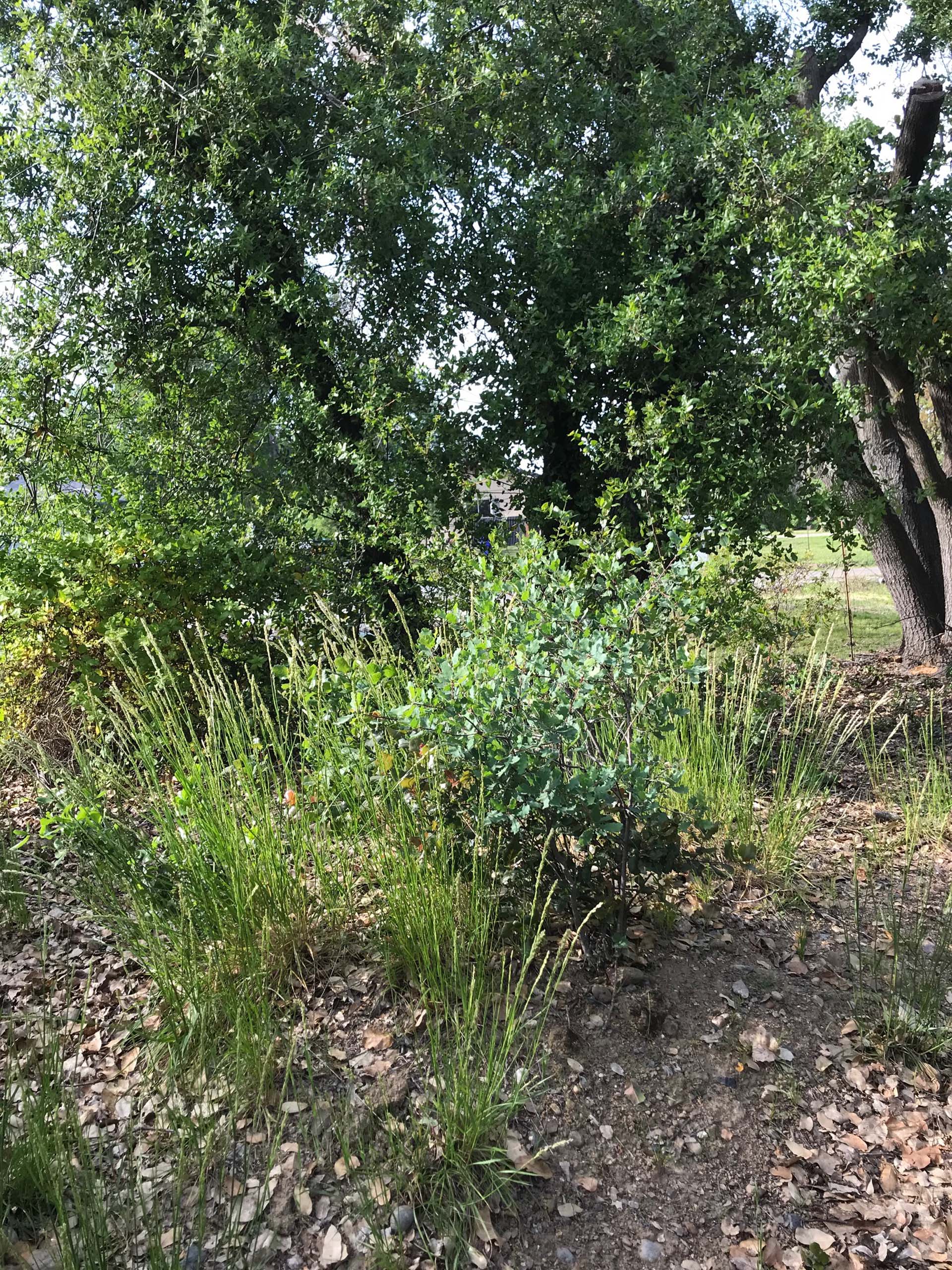 Bored botanist project: weeded out all grasses except the native California bunchgrass, Melica californica.