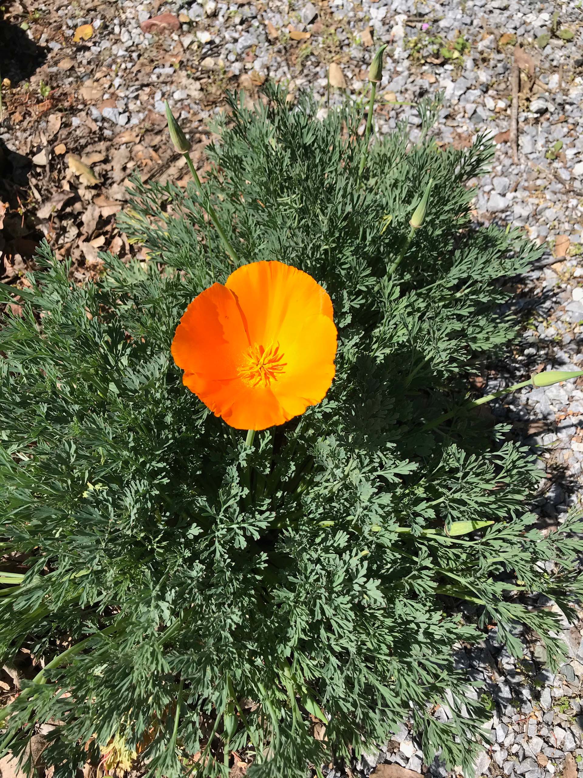 California poppy, Eschscholzia californica.