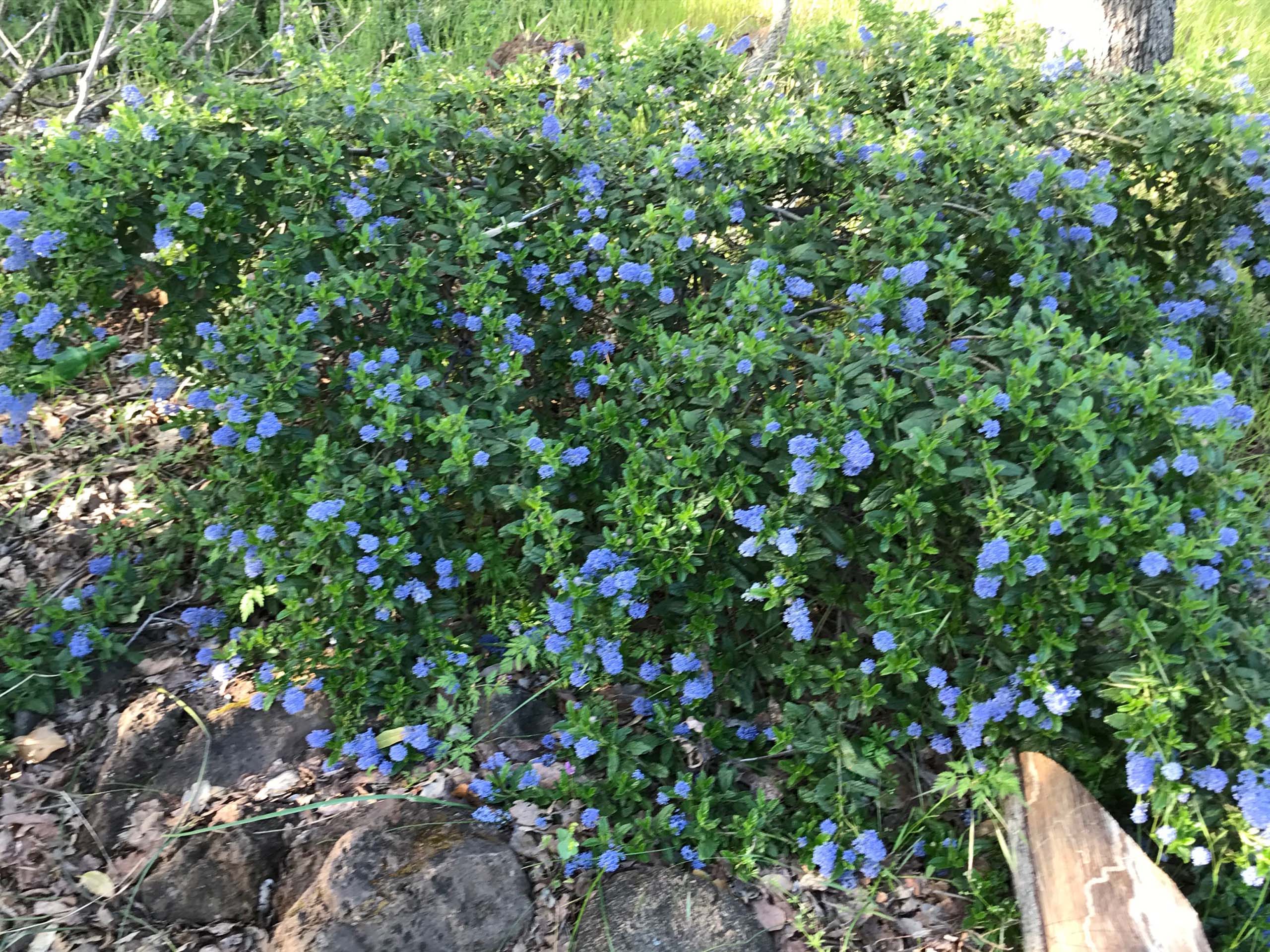 California lilac ’Joyce Coulter,’ Ceanothus ‘Joyce Coulter.’