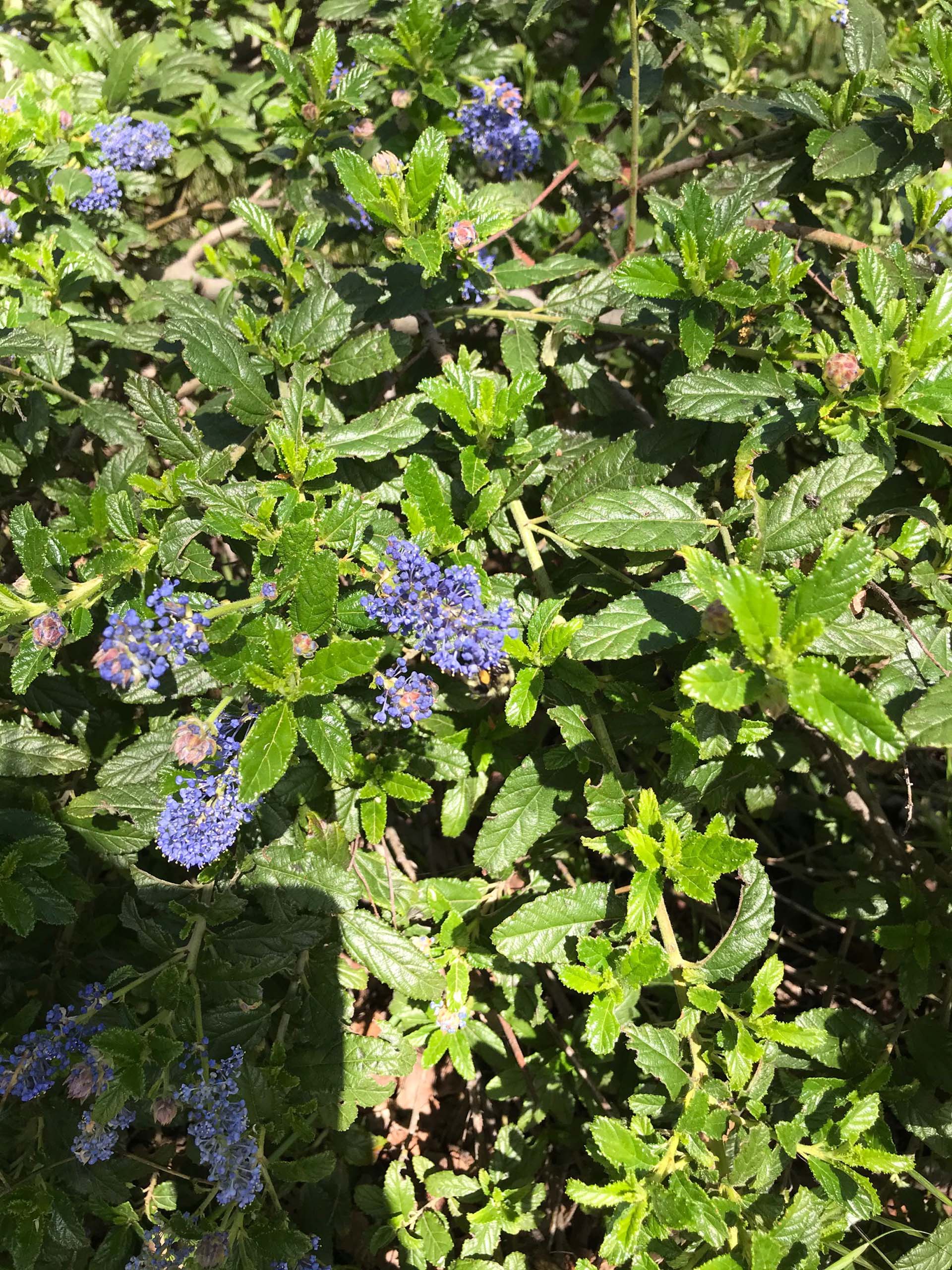 California lilac ’Joyce Coulter,’ Ceanothus ’Joyce Coulter.’