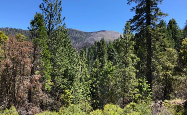 View from Crystal Creek Road. C. Harvey.