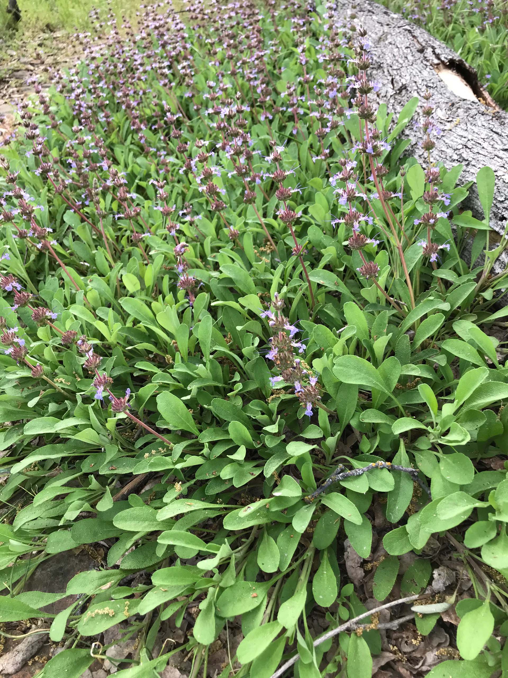 Creeping sage, Salvia sonomensis.