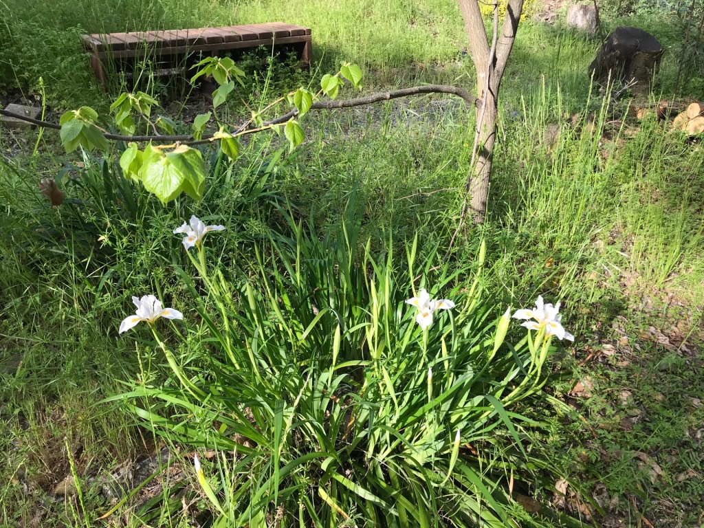 Douglas iris, Iris douglasiana, in white. These native irises, planted in shade, receive no irrigation once established. There are many color forms.